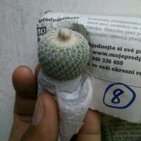 joy-s-garden-tanaman-hias-dan-langka-yang-banyak-peminatnya