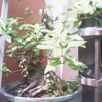 thread-jual-beli-bisnis-regional-solo-edisi-mei-2014