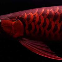 arowana--new-thread
