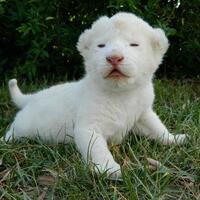pic25-jenis-hewan-yang-menderita-kelainan-pigmen-albino
