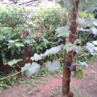 kampung-anggur----part-2