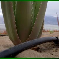 panen-awan-peneliti-mit-air-dalam-kabut-bisa-dipanen