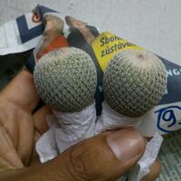 joy-s-garden-tanaman-hias-dan-langka-yang-banyak-peminatnya