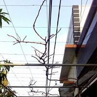 kampung-anggur----part-2