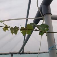 kampung-anggur----part-2