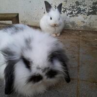 rcc-rabbit-lover---part-2