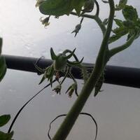 vegetable-lovers---official-thread---part-3