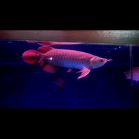 arowana--new-thread