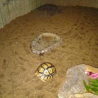 93787769378776937-all-about-tortoise-93787769378776937---part-3