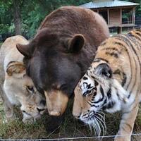 persahabatan-antara-beruang--harimau-dan-singa-pic