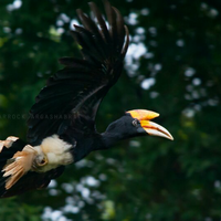 regional-surabaya-forest-v20--sekitarnya---part-6