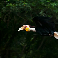 alun-alun-nikonian---part-12