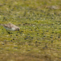 alun-alun-nikonian---part-12