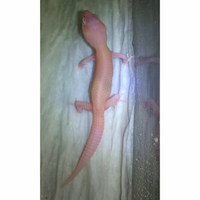 9788new-ask-about-leopard-gecko9788