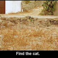 kucing-ane-ngumpet-gan-bantu-cari