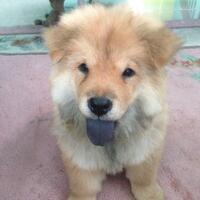 chowchow-lovers