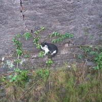 need-help-pecinta-hewan-dan-regu-penolong-bandung