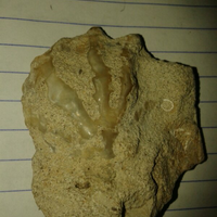 help-ada-yang-bisa-mengidentifikasi-apakah-ini-fosil-atau-bukan