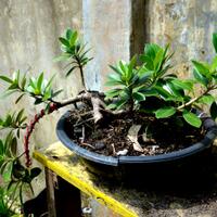 bonsai-kaskus-reborn--forum-sharing--diskusi-seputar-seni-bonsai-indonesia