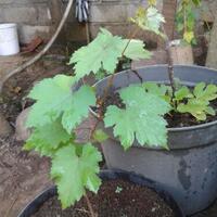 kampung-anggur----part-2