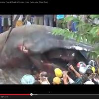 reborn-cryptozoology---all-about-mysterious-creatures