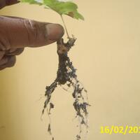 kampung-anggur----part-2