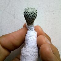 joy-s-garden-tanaman-hias-dan-langka-yang-banyak-peminatnya