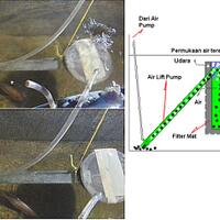 all-about-aquaponic-beautiful-and-delicious