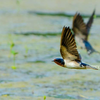 alun-alun-nikonian---part-12