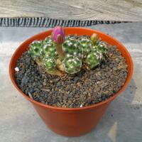 joy-s-garden-tanaman-hias-dan-langka-yang-banyak-peminatnya