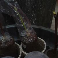 kampung-anggur----part-2