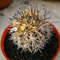 cactus---tanaman-kecil-yang-memukau