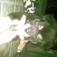 anjing-kampung-mongrel-mix-breed-campuran-silangan-lover039s---part-2