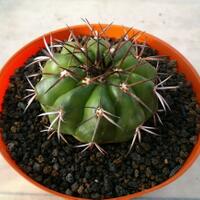 joy-s-garden-tanaman-hias-dan-langka-yang-banyak-peminatnya