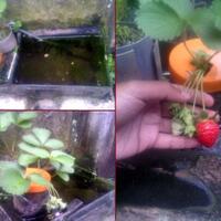 all-about-aquaponic-beautiful-and-delicious