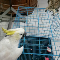 sharing-burung-paruh-bengkok-ii