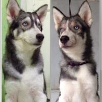 new-siberian-husky-lovers---read-page-1-for-update---part-2