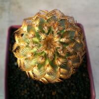 joy-s-garden-tanaman-hias-dan-langka-yang-banyak-peminatnya