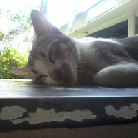 post-kucing-agan2-yu-kita-share--pecinta-kucing