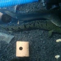 polypterus-aka-palmas-lounge-part-ii-ask-sharing--post-your-bichir-here---part-1