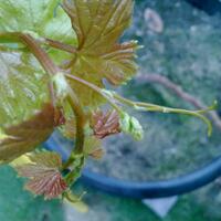 kampung-anggur----part-2