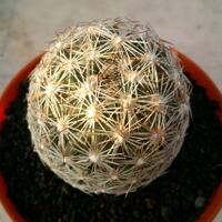 joy-s-garden-tanaman-hias-dan-langka-yang-banyak-peminatnya