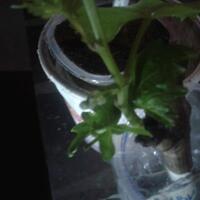 kampung-anggur----part-2