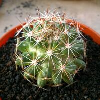 joy-s-garden-tanaman-hias-dan-langka-yang-banyak-peminatnya