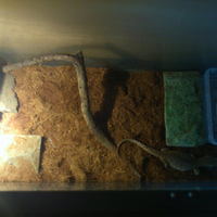 savannah-monitor-lovers-new-home