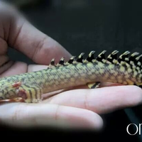 polypterus-aka-palmas-lounge-part-ii-ask-sharing--post-your-bichir-here---part-1