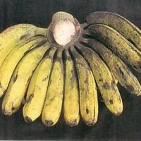 mengenal-jenis-jenis-pisang-dan-manfaatnya