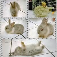 rcc-rabbit-lover---part-2