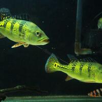 peacock-bass-reloaded-cream---part-1