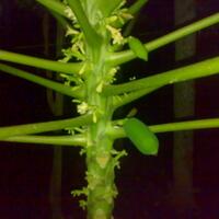 kampung-anggur----part-2